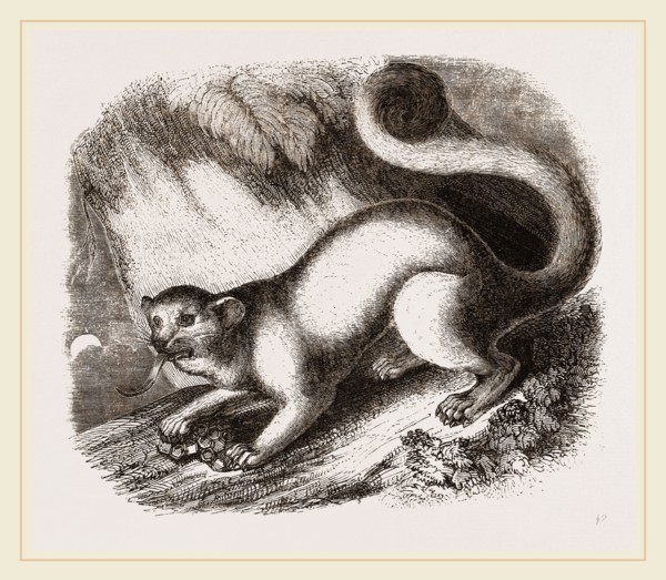 Kinkajou