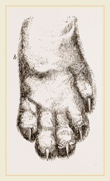 Feeth of Panda