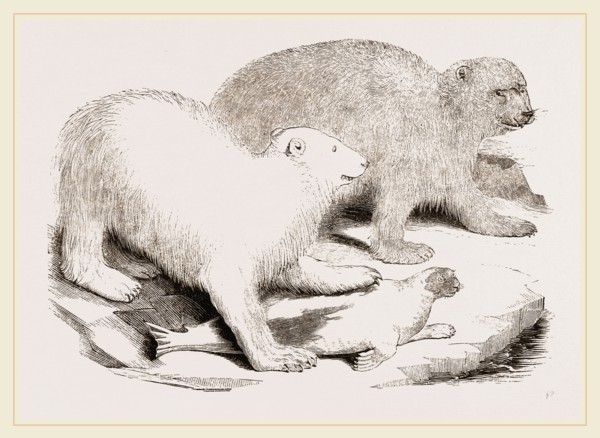 Polar Bears and Seal