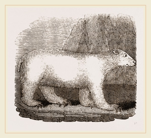 Polar Bear