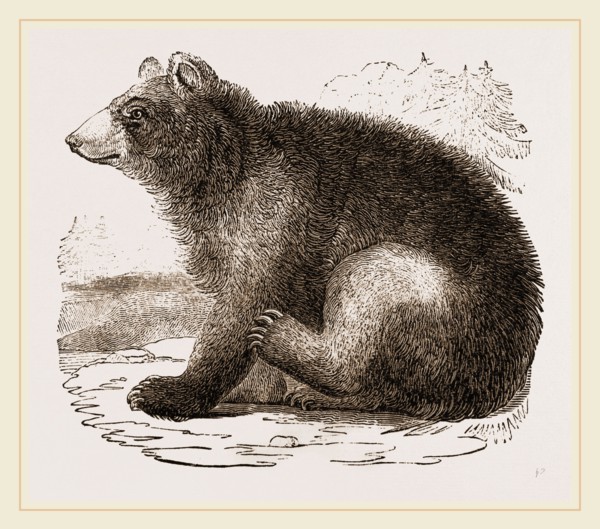 American Black Bear