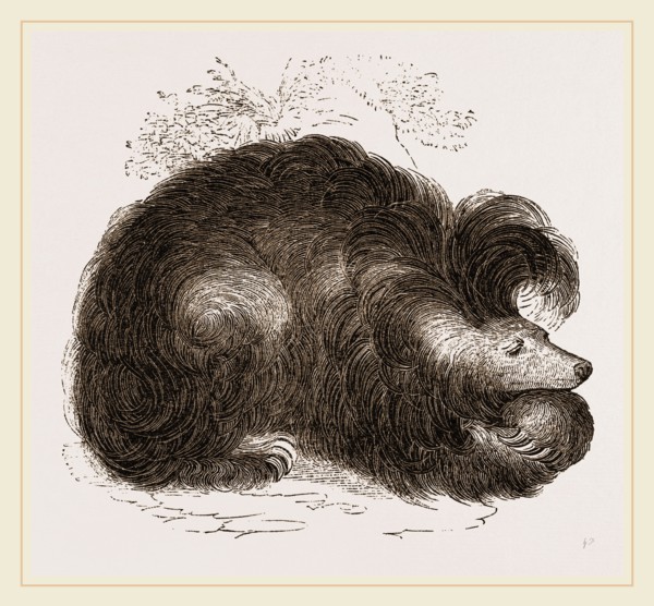Sloth-Bear