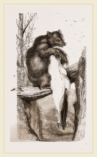 Bear with dead Horse