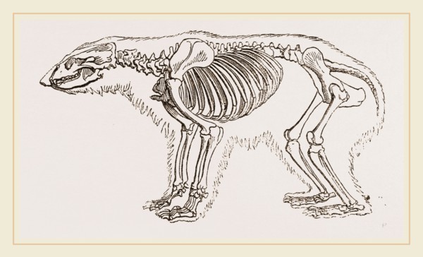 Skeletun of Polar Bear