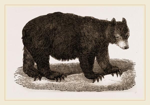 American Black Bear