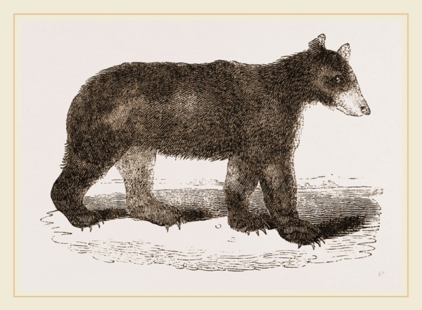 American Black Bear