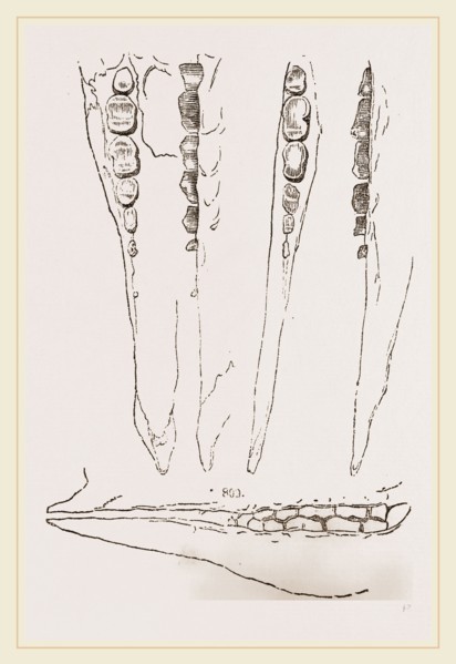 Teeth of Aard-vark