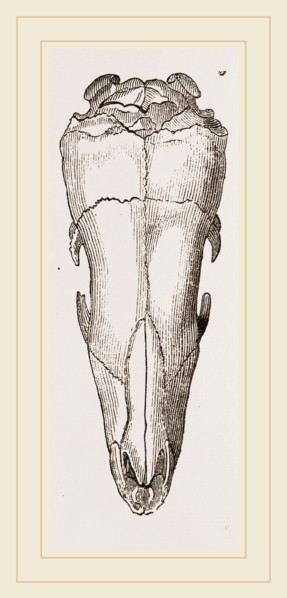 Skull of Short-tailed Manis