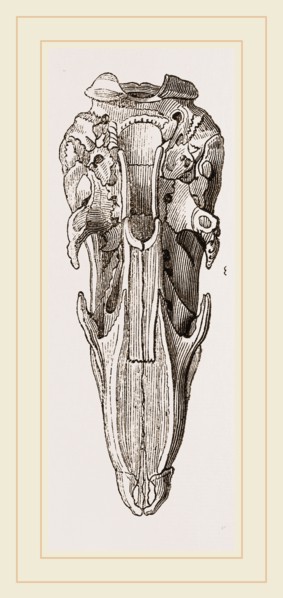 Skull of Short-tailed Manis