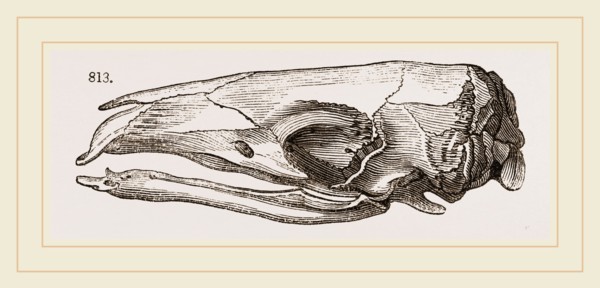 Skull of Short-tailed Manis