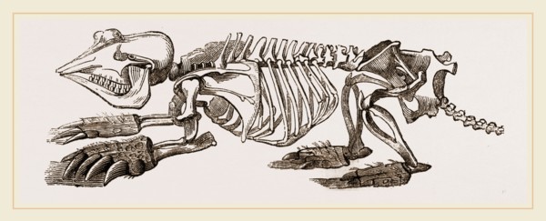Skeleton of Pichiciago