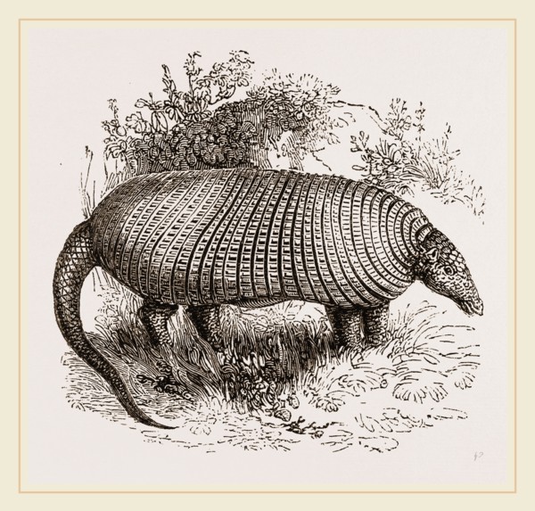 The Great Armadillo