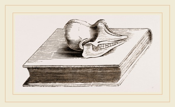 Skull of Pichiciago