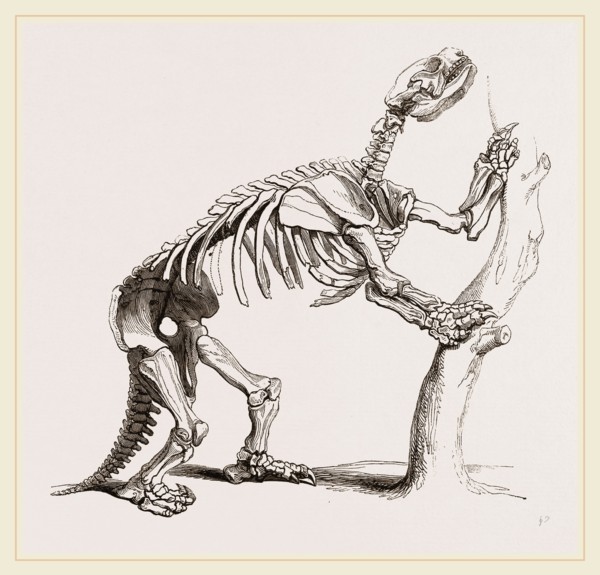 Skeleton of Mylodon robustus