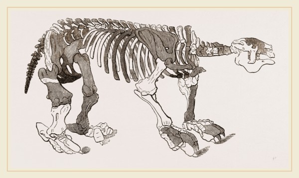 Skeleton of Megatherium
