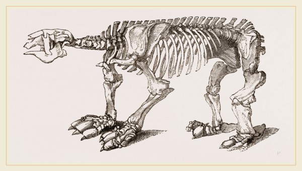 Skeleton of Megatherium