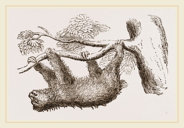 Sloth