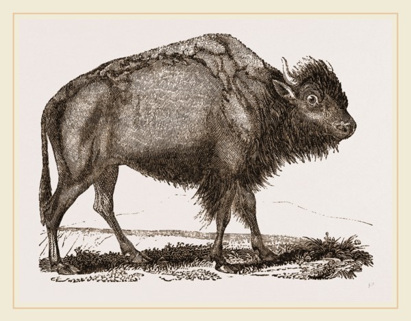 American Bison