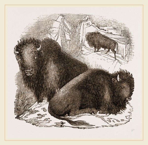 American Bisons