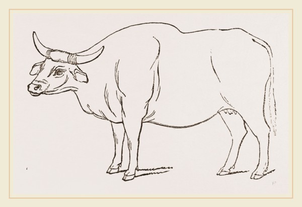 Gayal