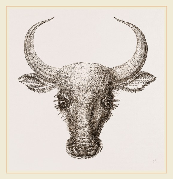 Head of Wild Gayal