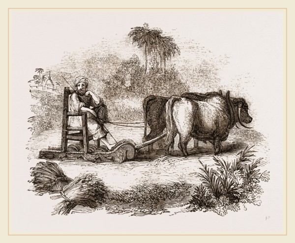 Oriental Threshing with the Sledge