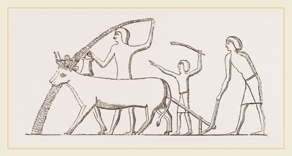 Ancient Egyptian Ploughing, Egypt
