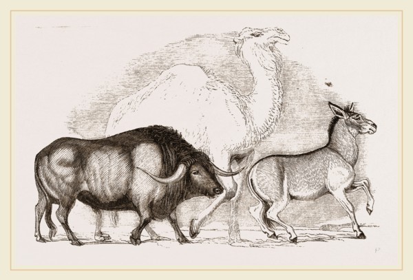 Syrian Ox Camel and Wild Ass