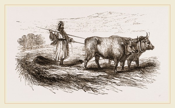 Oriental Threshing with the Drag