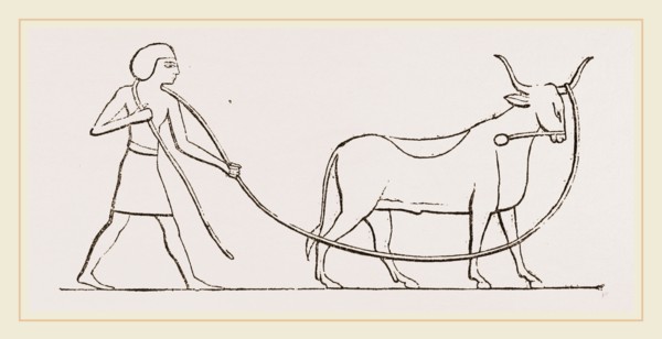 Ox caught in lasso Egyptian sculpture Egypt