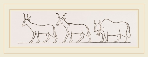 Oxen from Egyptian Sculpture Egypt