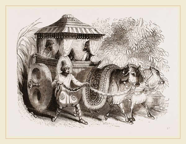 Zebus and Indian Car India