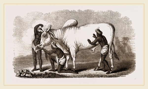 Brahmin Zebu Bull