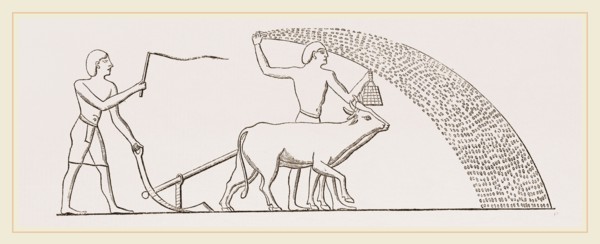 Ancient Egyptian Ploughing Egypt
