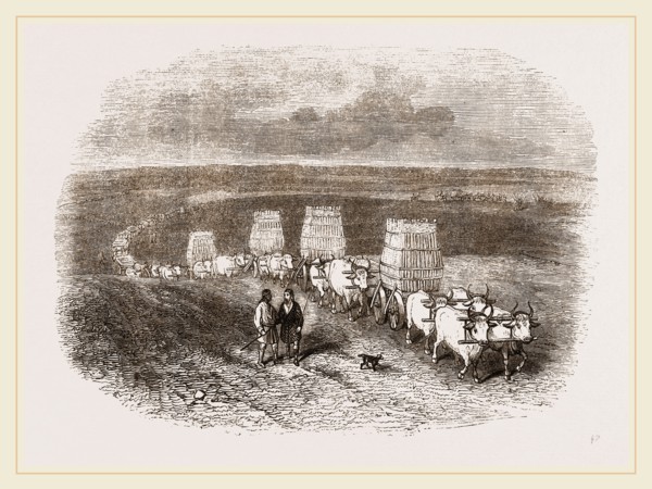 Bullock Caravan in Moldavia