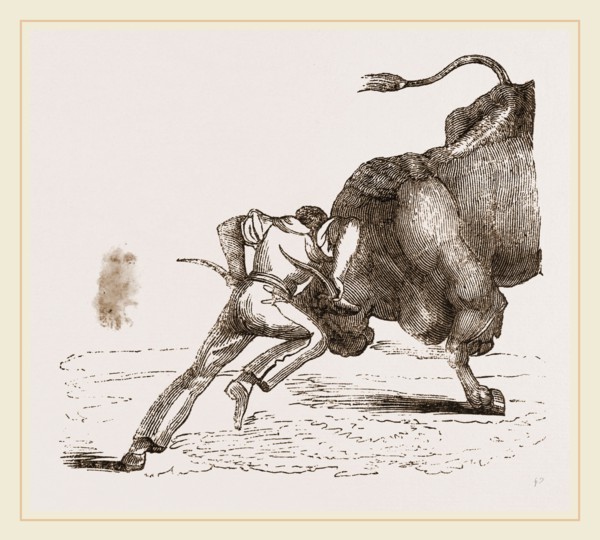 Bull fight