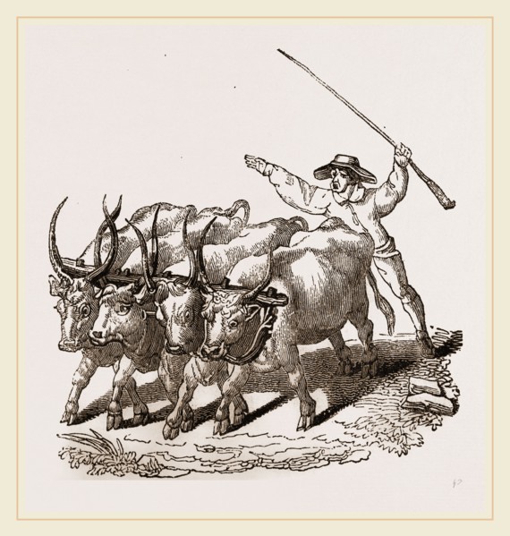 Driving Wild Cattle