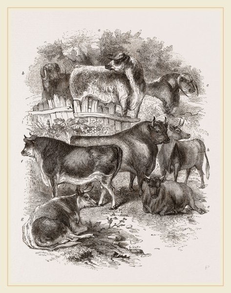 English domestic cattle UK