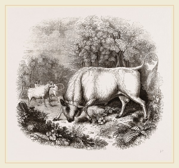 Wild White Cattle of Chillingham Park UK