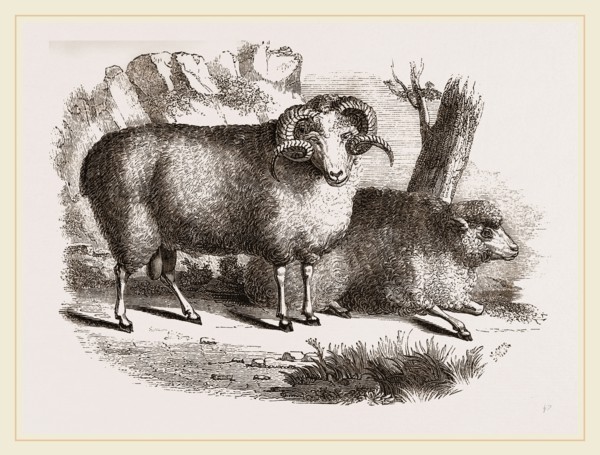 Merino sheep male and female