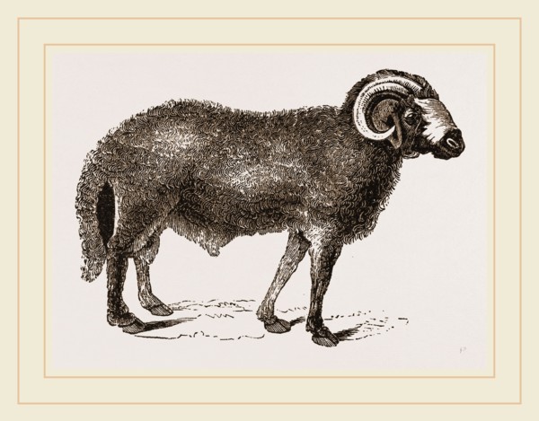 Fat-tailed Sheep of Syria