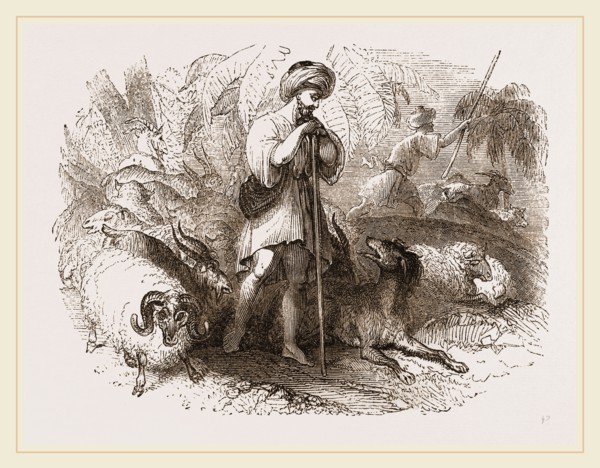 Oriental Shepherds