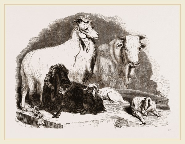 Long-eared Syrian Goats