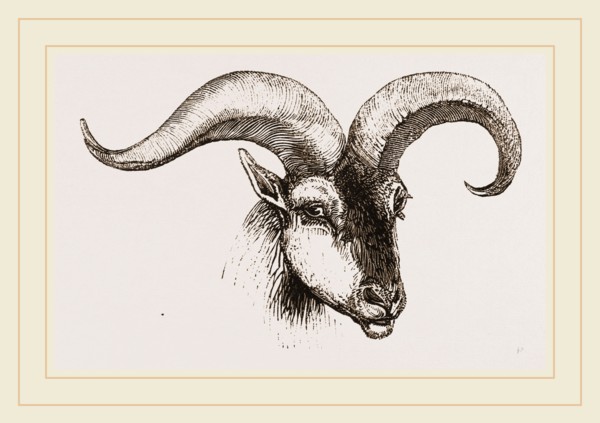 Head of Armenian Argali
