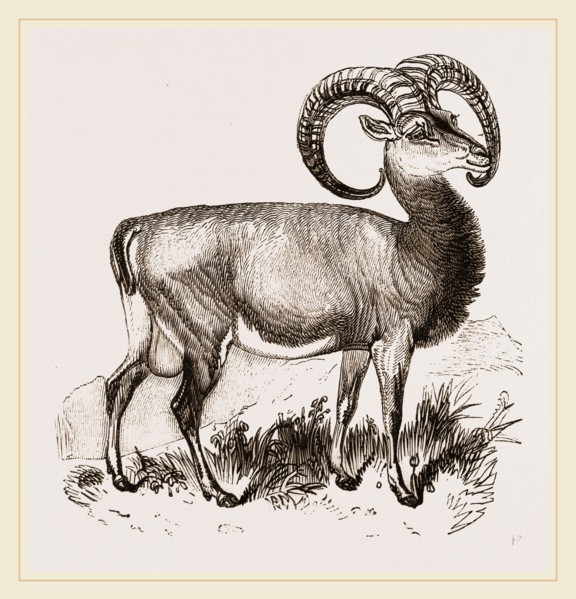 Mouflon of Corsica