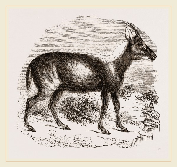 Wild Goat of the Malays
