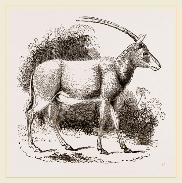 Abu Harb