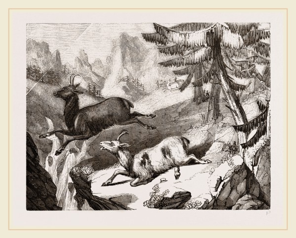 Hunting the Chamois