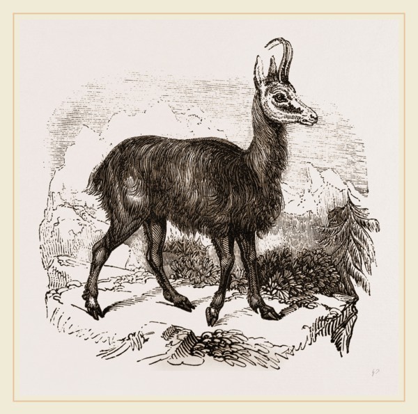 Chamois