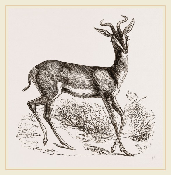 Soemmering's Antelope